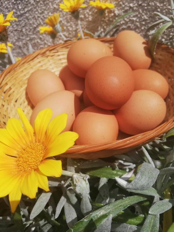 Kaizer Agrotourism Pensionat Amargeti Exteriör bild